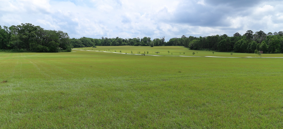 A green field